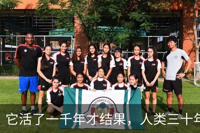 它活了一千年才结果，人类三十年砍光，消失的秘密至今无人能解